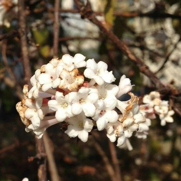 Viburnum farreri Blomma