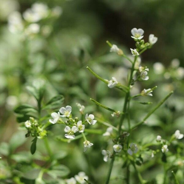 Cardamine occulta Flors