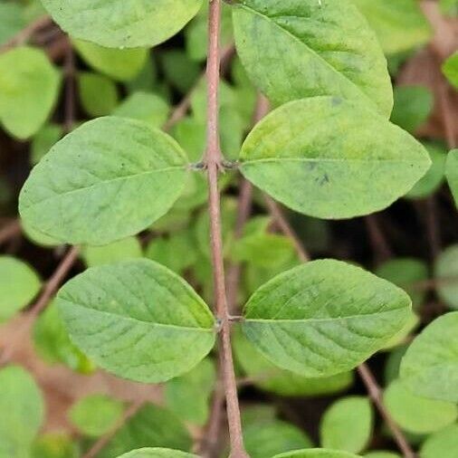 Symphoricarpos orbiculatus Blatt