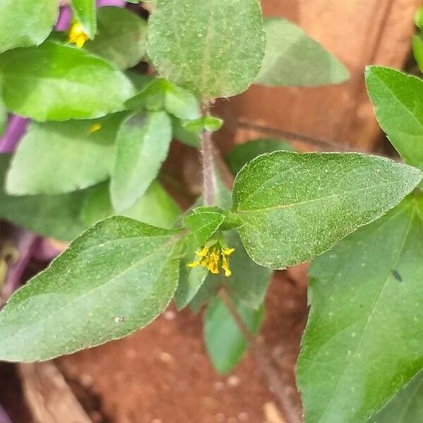 Synedrella nodiflora Flower