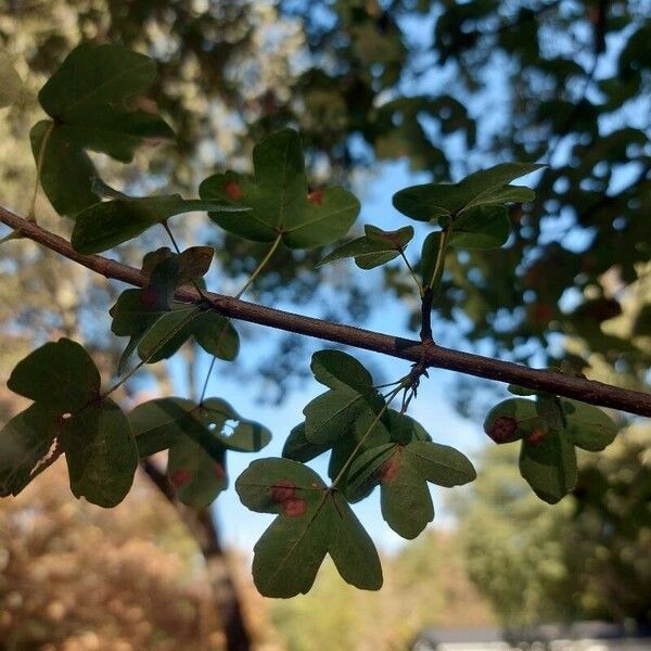 Acer monspessulanum Leaf