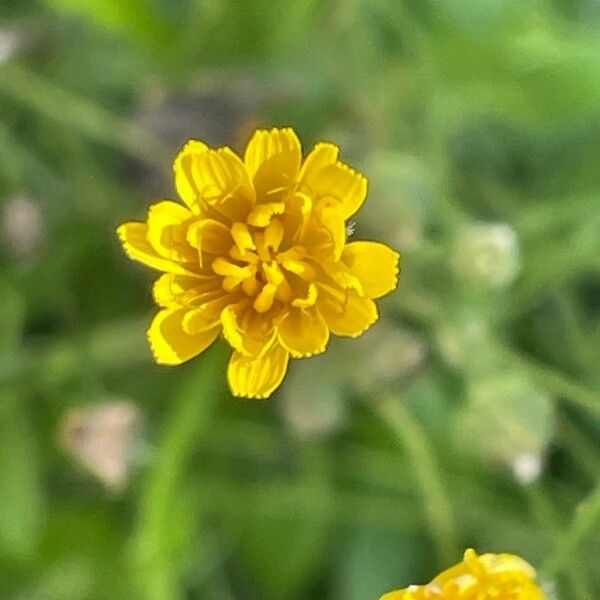 Crepis capillaris 花