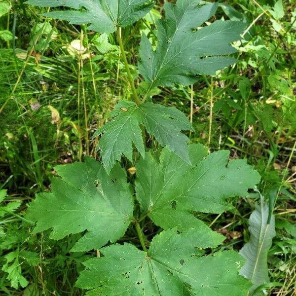 Heracleum alpinum Folio