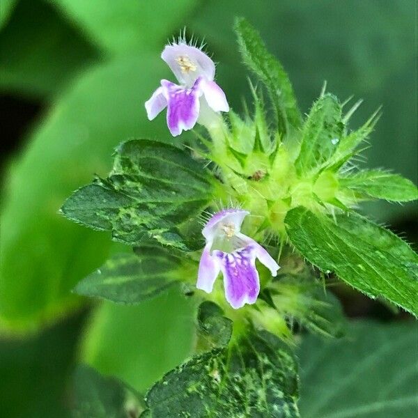 Galeopsis bifida Flower