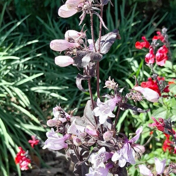 Penstemon digitalis 花