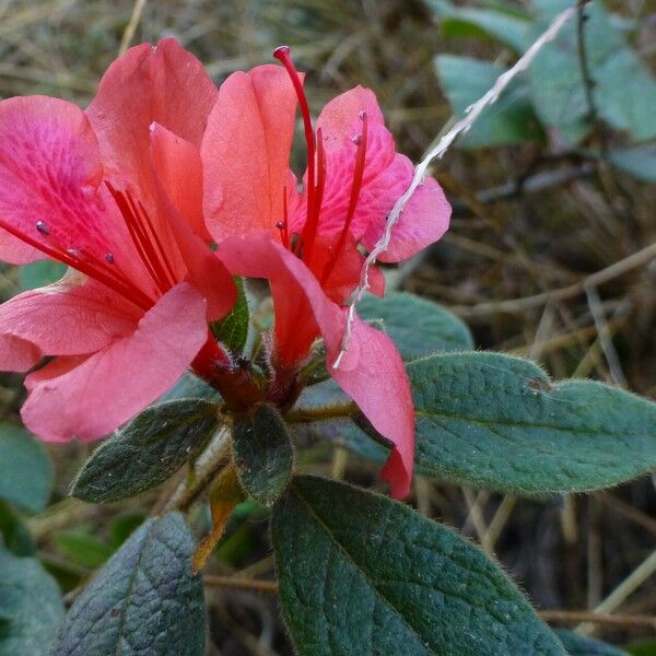 Rhododendron oldhamii 花