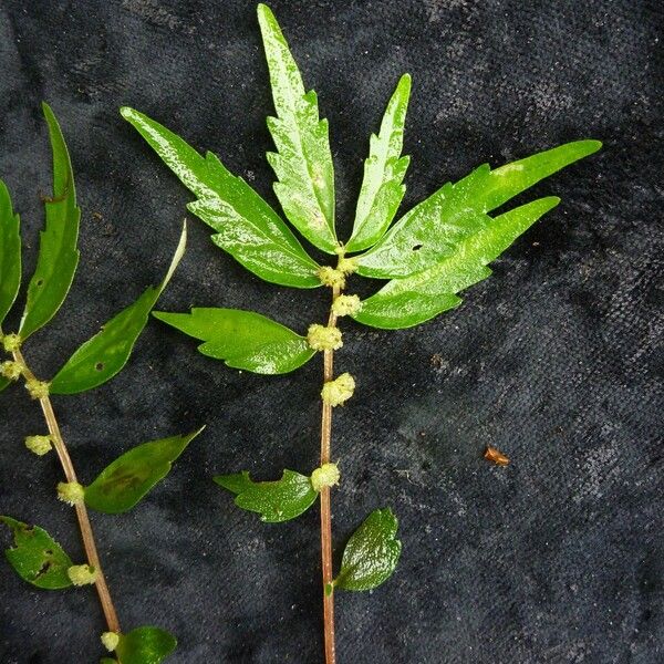 Elatostema pusillum