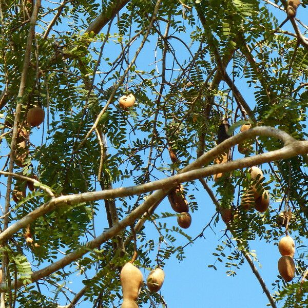 Tamarindus indica Gyümölcs