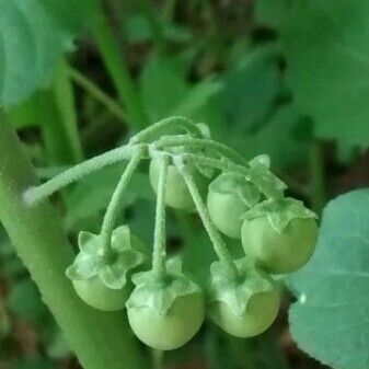 Solanum chenopodioides Frucht