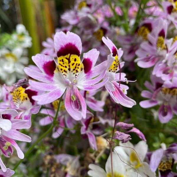 Schizanthus pinnatus Flors