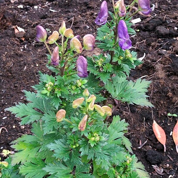 Aconitum japonicum Облик