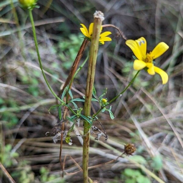 Bidens aristosa Koor