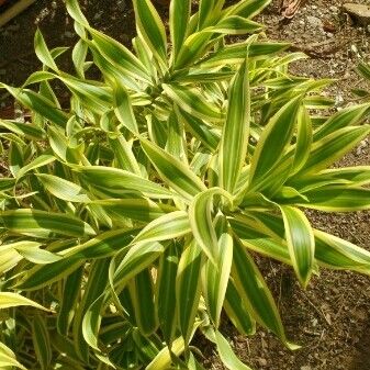 Dracaena reflexa List