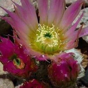 Echinocereus reichenbachii Λουλούδι