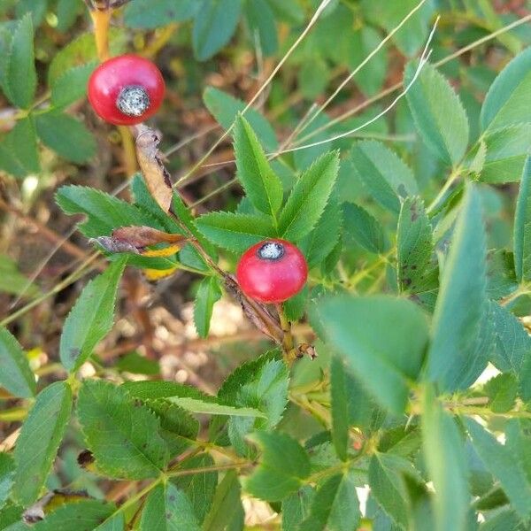 Rosa palustris Plod