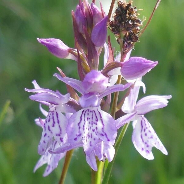 Dactylorhiza maculata Flower