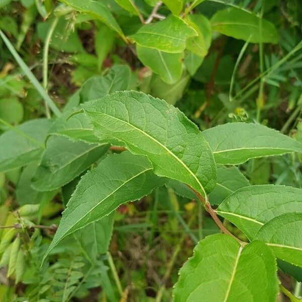 Diervilla lonicera Liść