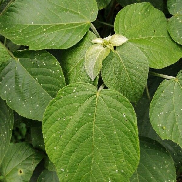 Acalypha macrostachya Folha