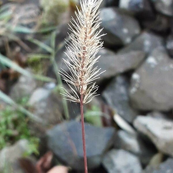 Setaria pumila Flor