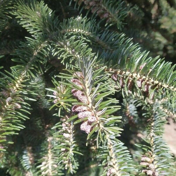 Abies cephalonica ᱥᱟᱠᱟᱢ