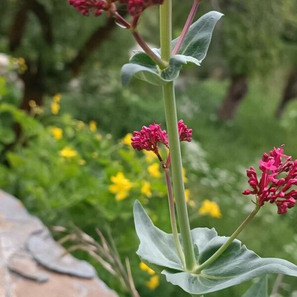 Centranthus ruber Schors