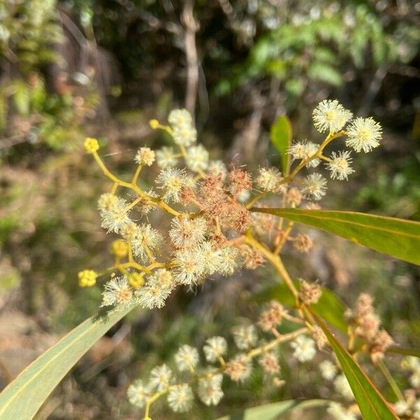 Acacia falcata Flower