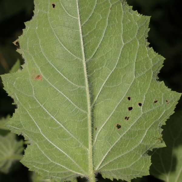 Hyptis suaveolens Ліст