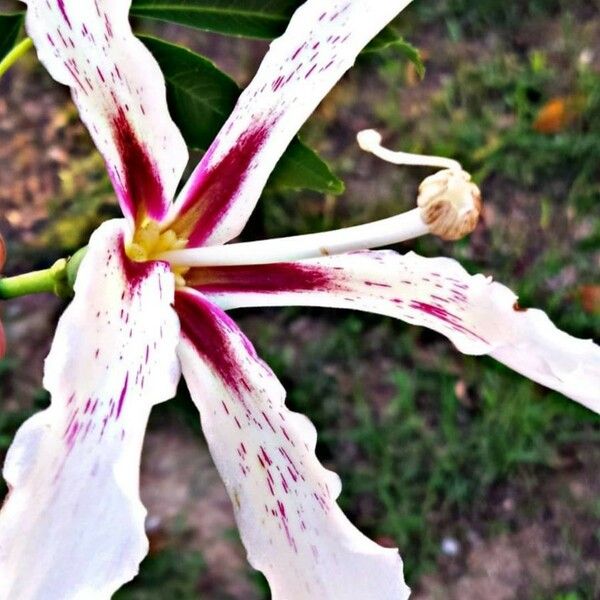 Calodendrum capense Цветок