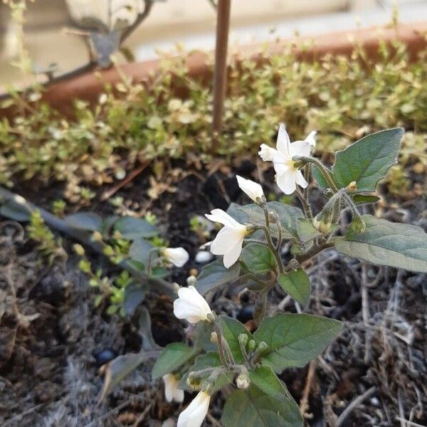 Solanum villosum Kukka