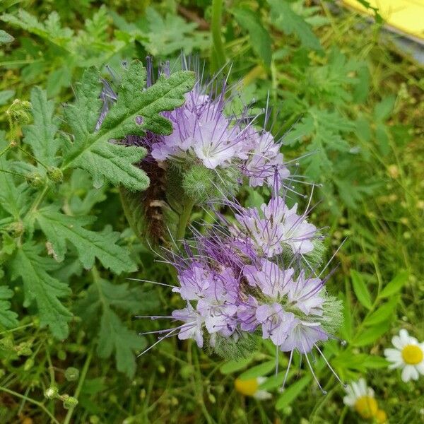 Phacelia tanacetifolia Цветок