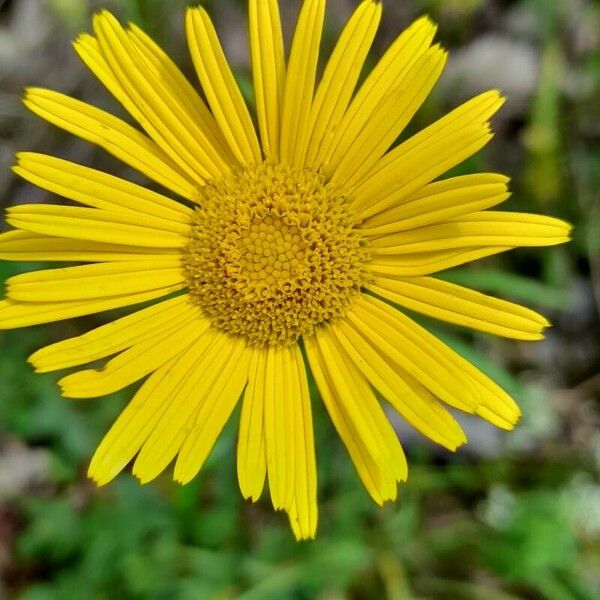 Buphthalmum salicifolium Fleur