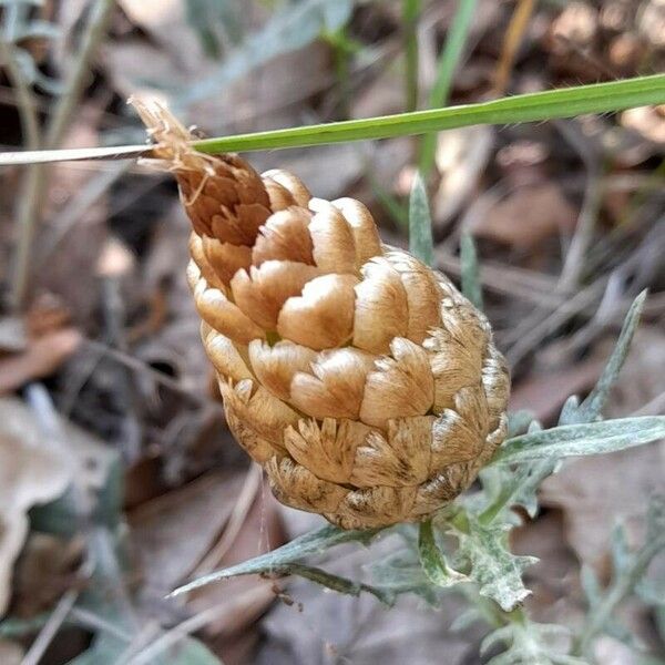 Rhaponticum coniferum Blüte