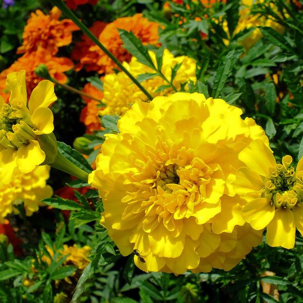 Tagetes erecta Flor