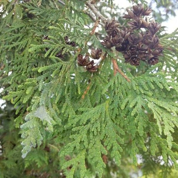 Thuja occidentalis 葉