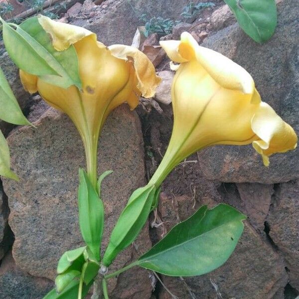 Solandra grandiflora Fiore