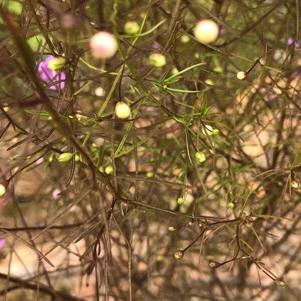 Agalinis tenuifolia 叶
