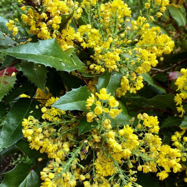 Berberis aquifolium Blüte