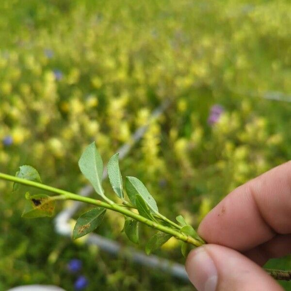 Salix hastata पत्ता