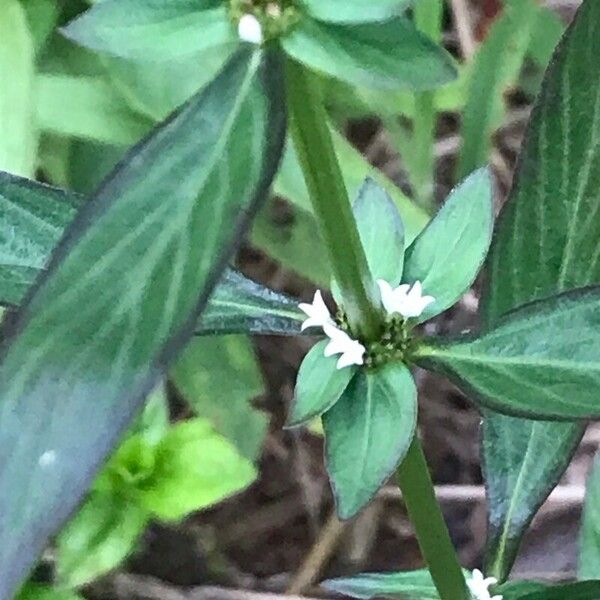 Spermacoce remota Flower