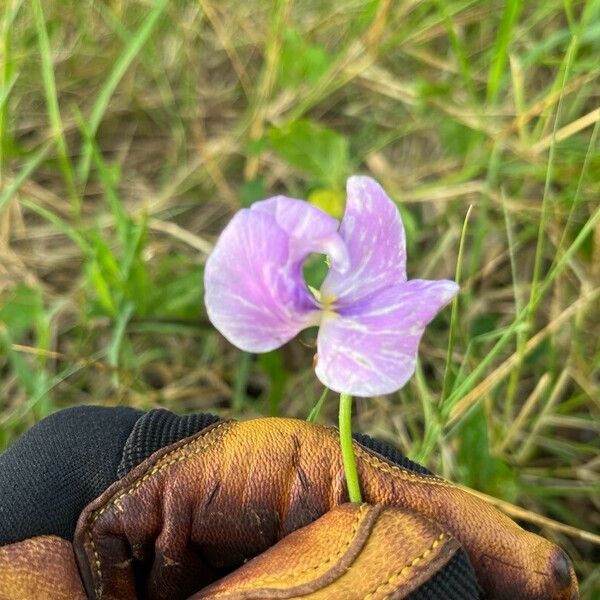 Vigna vexillata Цвят