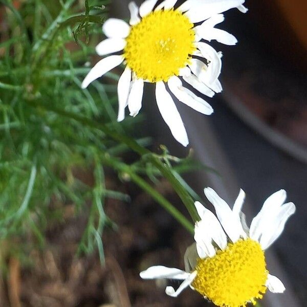 Tripleurospermum inodorum Flower