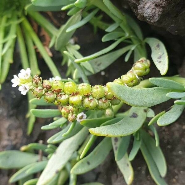 Heliotropium curassavicum Fruchs