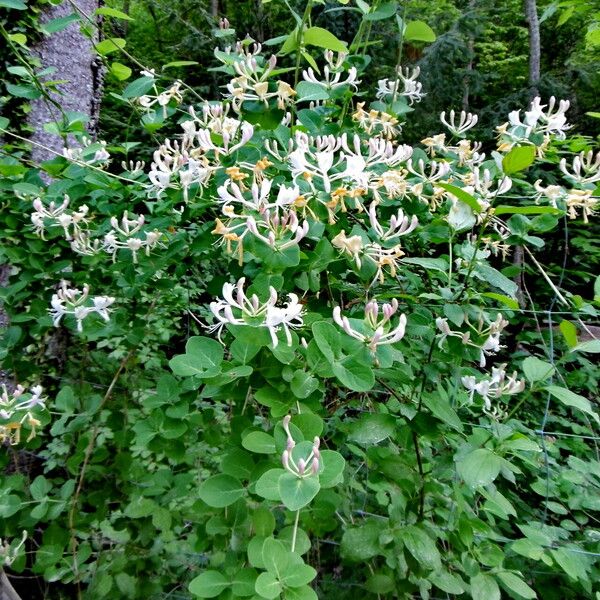 Lonicera caprifolium Habitus