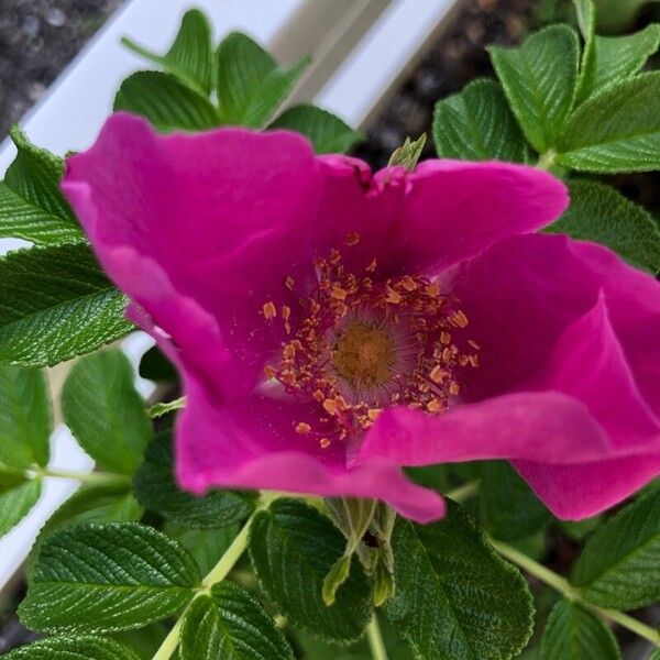 Rosa rugosa Blüte