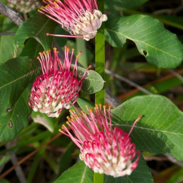 Grevillea macleayana Virág