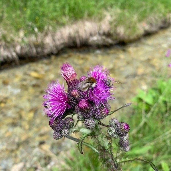 Cirsium palustre Çiçek