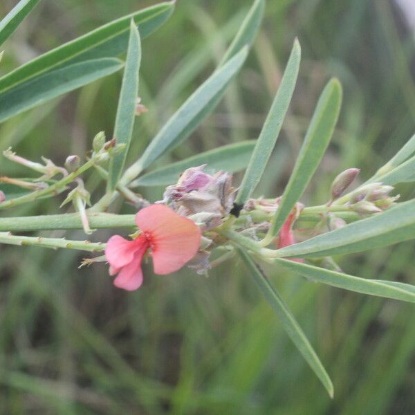 Indigofera lespedezioides Flor