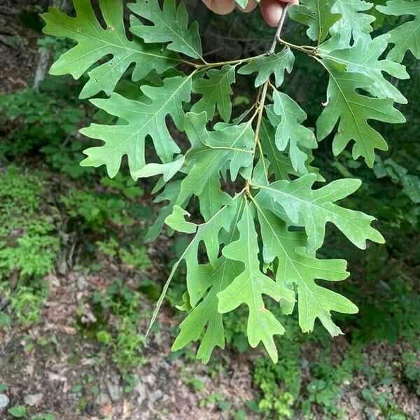 Quercus alba ഇല