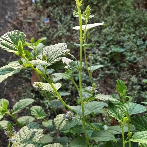 Cullen corylifolium Blad