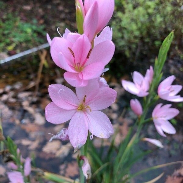 Hesperantha coccinea Λουλούδι